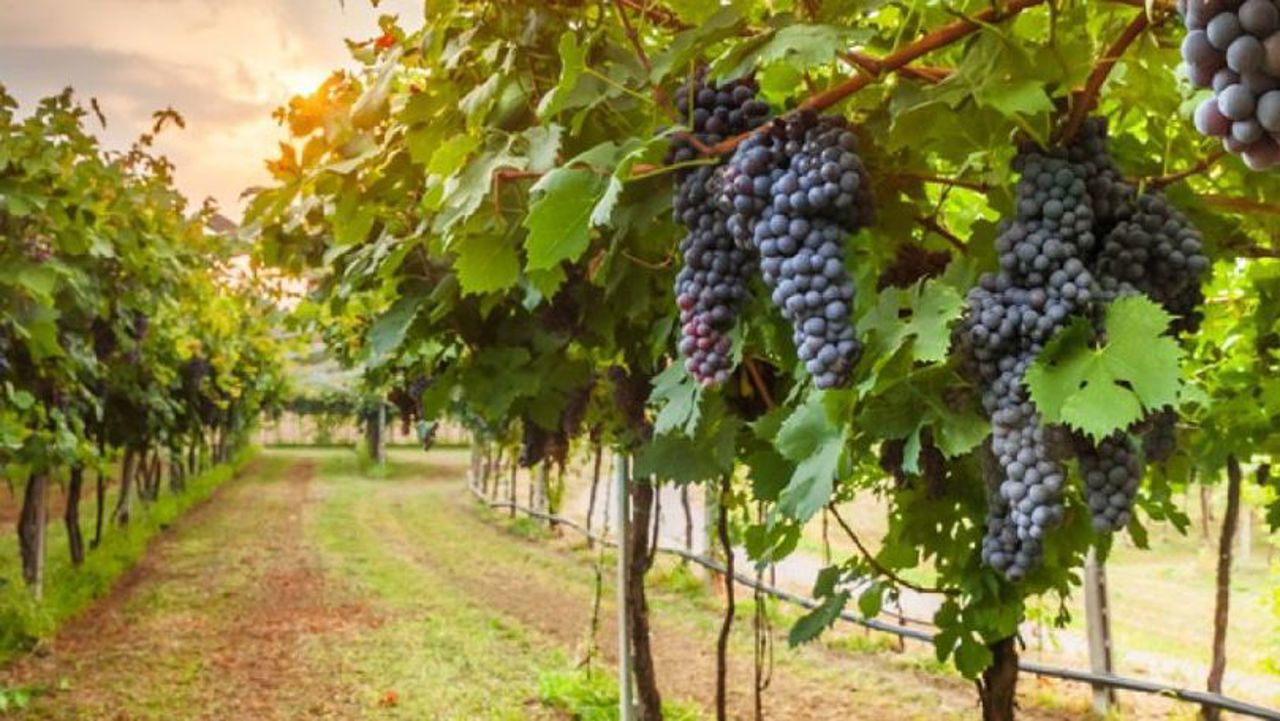 La fiecare hectar de viță-de-vie plantat au fost defrișate șapte hectare: „Nu dorim să creștem suprafețele, dar să replantăm” 