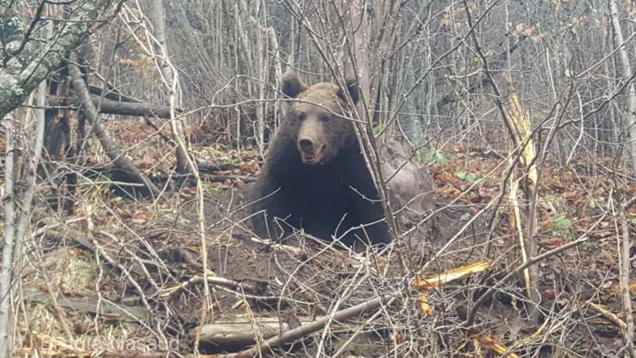 România: Urs salvat de jandarmi în ziua de Crăciun, după ce a rămas prins într-un laț de sârmă