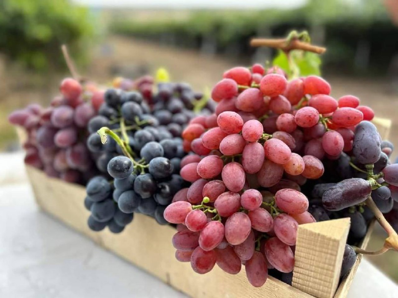  Soluții științifice pentru o agricultură rezilientă: hibrizi care aduc pe raft soiuri populare 