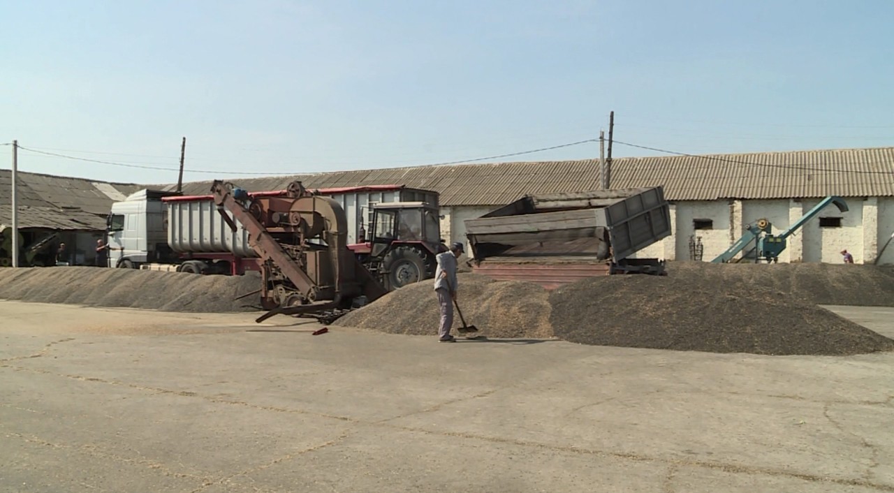 Farmers in Orhei are investing in dryers and storage to protect their sunflower crops despite low prices