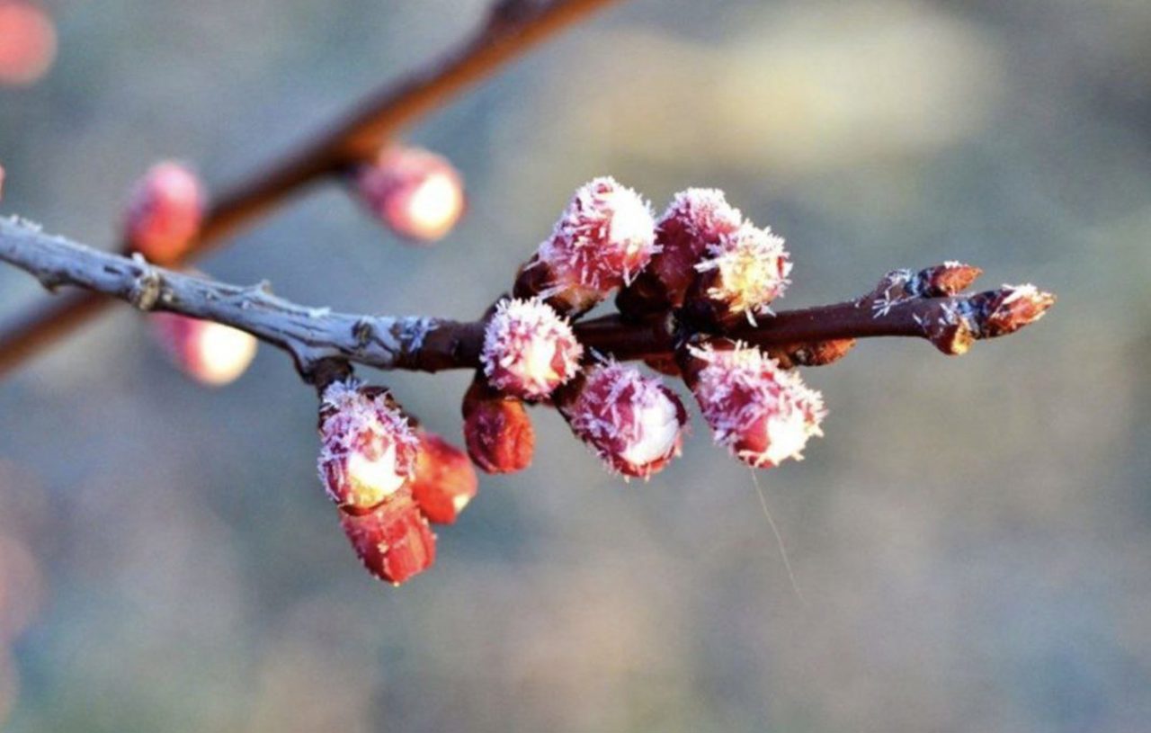 Cod galben de înghețuri în R. Moldova: Temperaturi de până la -3°C în următoarele nopți