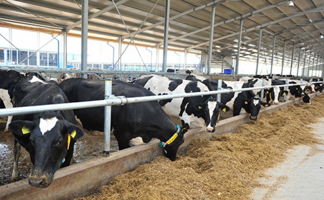 R. Moldova își asigură doar jumătate din consumul de lactate din producția proprie: „Țara are toate șansele să dezvolte un sector puternic și competitiv”