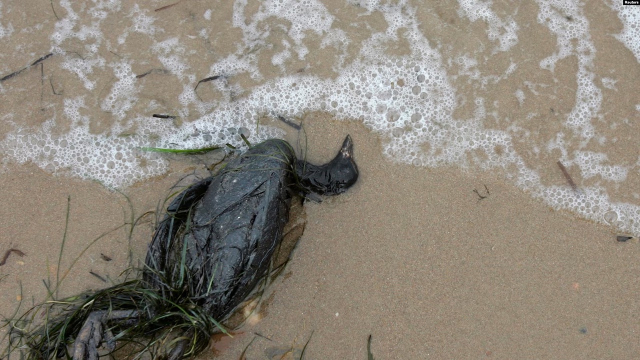 Catastrofă ecologică în Marea Neagră. Pata de petrol afectează țărmurile și fauna locală