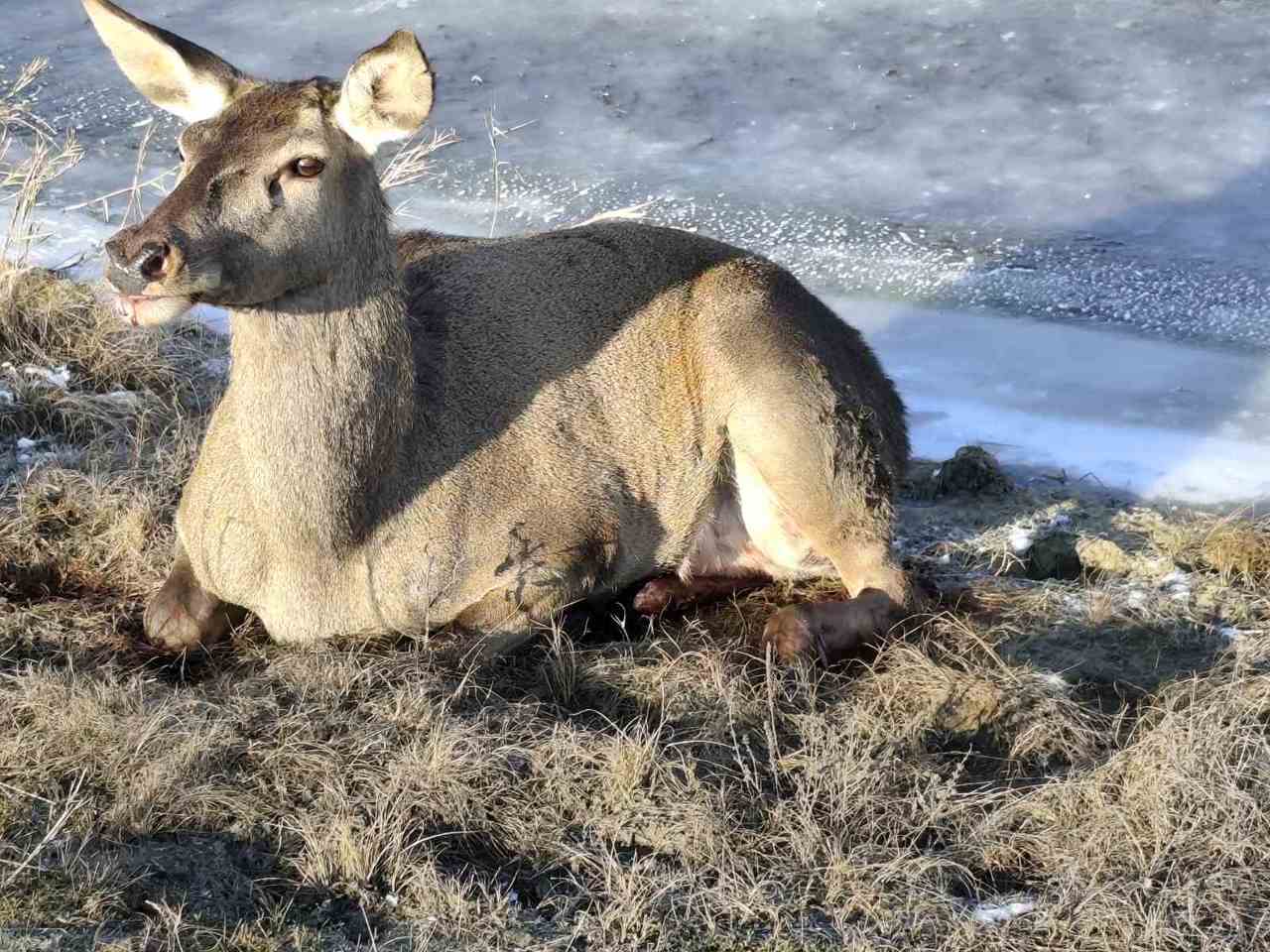 O căprioară prinsă în laț, salvată la Ștefan Vodă. Un picior era fracturat în proporție de 95% și i-a fost amputat