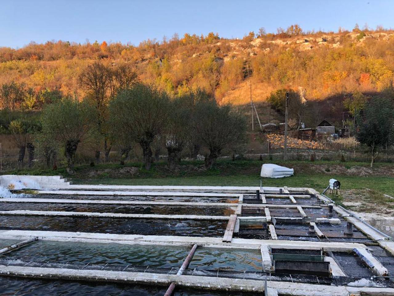 Danube drought and extreme heat threaten Balkan fish farms 