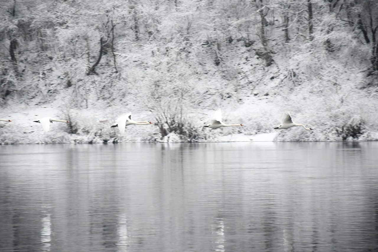 Lebedele de la Soroca: Hrănirea necorespunzătoare a păsărilor le poate pune în pericol viața, avertizează ornitologii