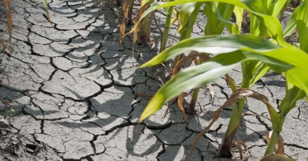 Agricultorii cer declararea stării de urgență în sudul țării: răspunsul Guvernului