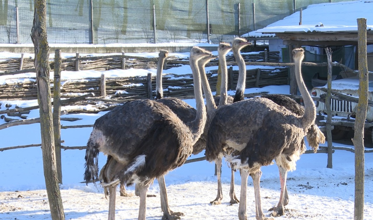 Struții de la Lozova, ,,ghidați" din Marea Britanie: Afacerea care ține familia unită, chiar și la mii de km distanță