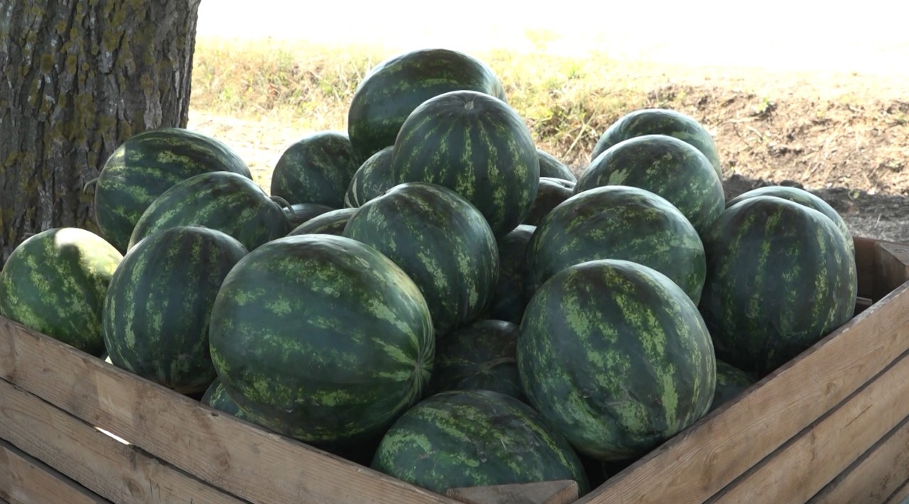 Watermelon yields set to hit 40 tons per hectare
