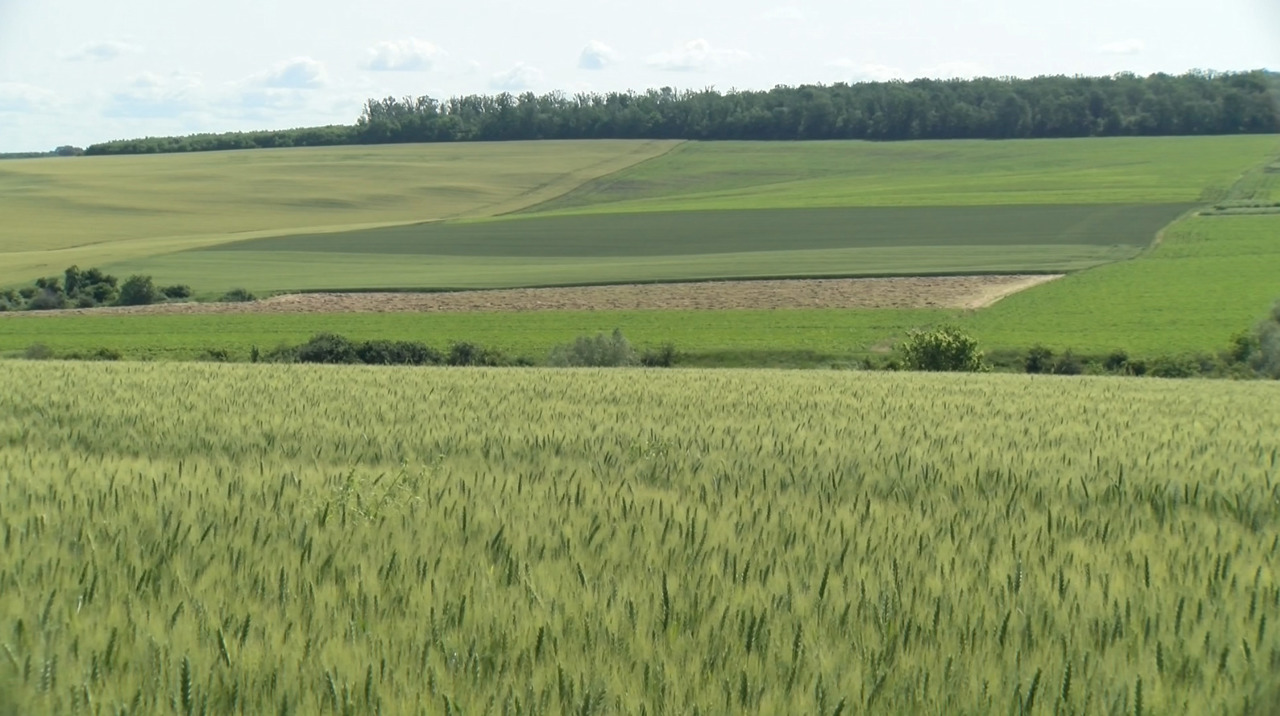 Condițiile favorabile pentru culturile agricole aduc speranță fermierilor