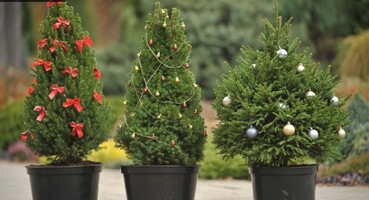 Агентство "Молдсилва" выставит на продажу почти 38 тысяч елок