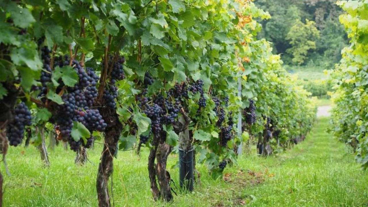 Noul Cod funciar: Procedură simplificată pentru fermieri la vânzarea-procurarea terenurilor mici