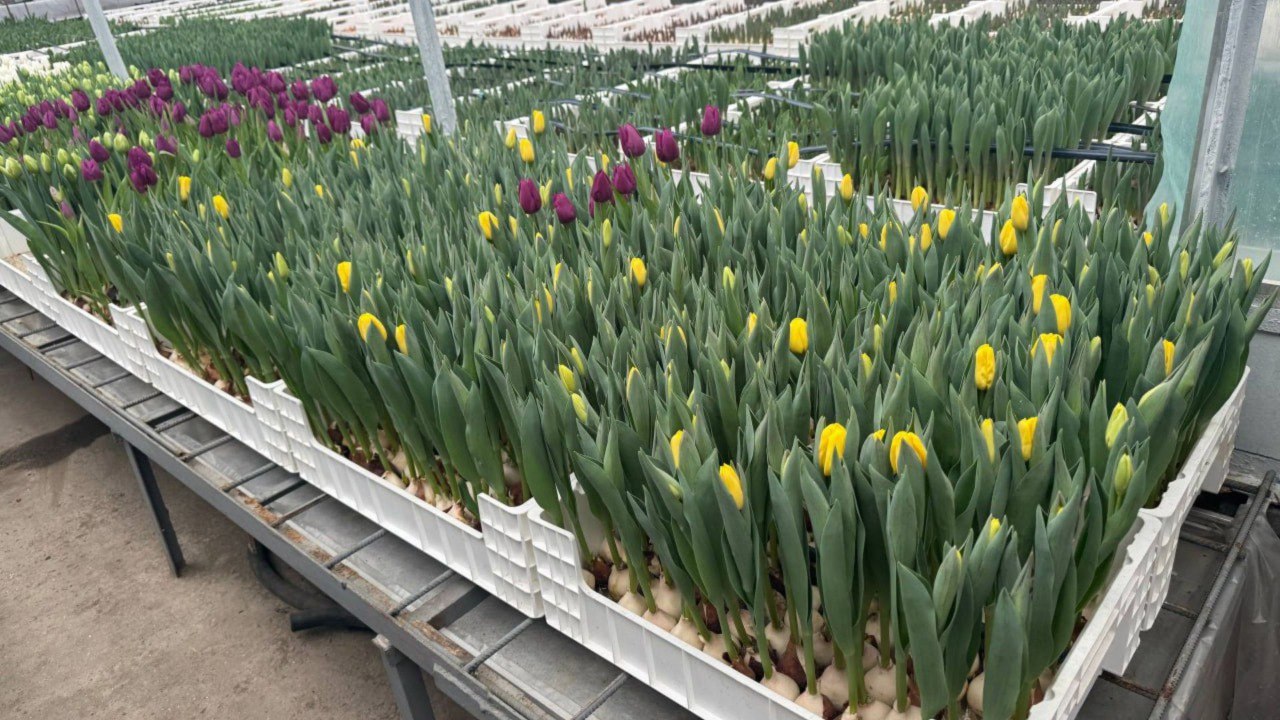 Early spring in Bardar: tulips bloomed mid-winter