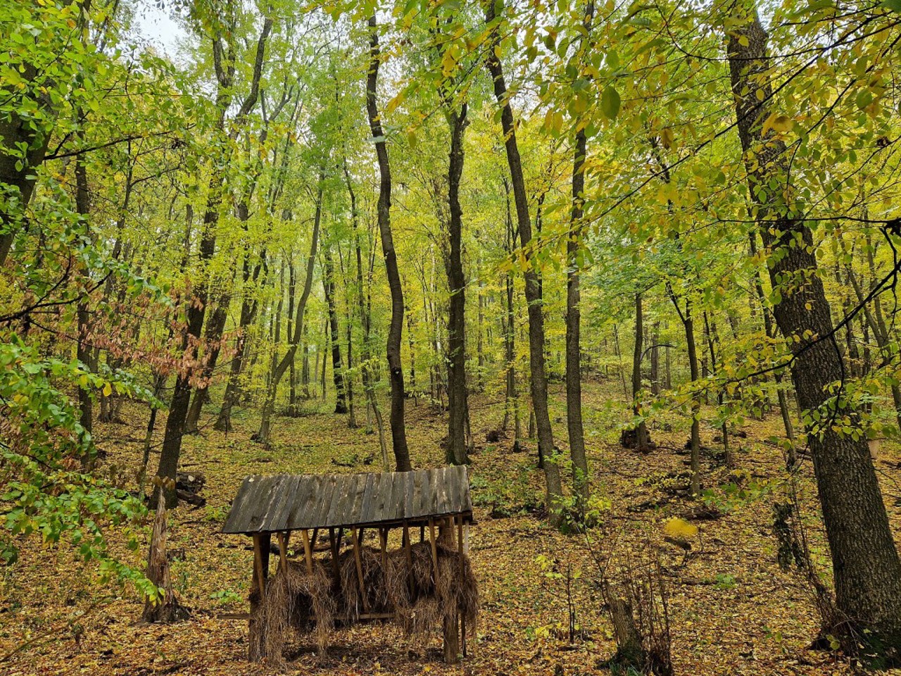 Gheorghe Bagrin, pădurarul anului 2025: „E meseria inimii mele”