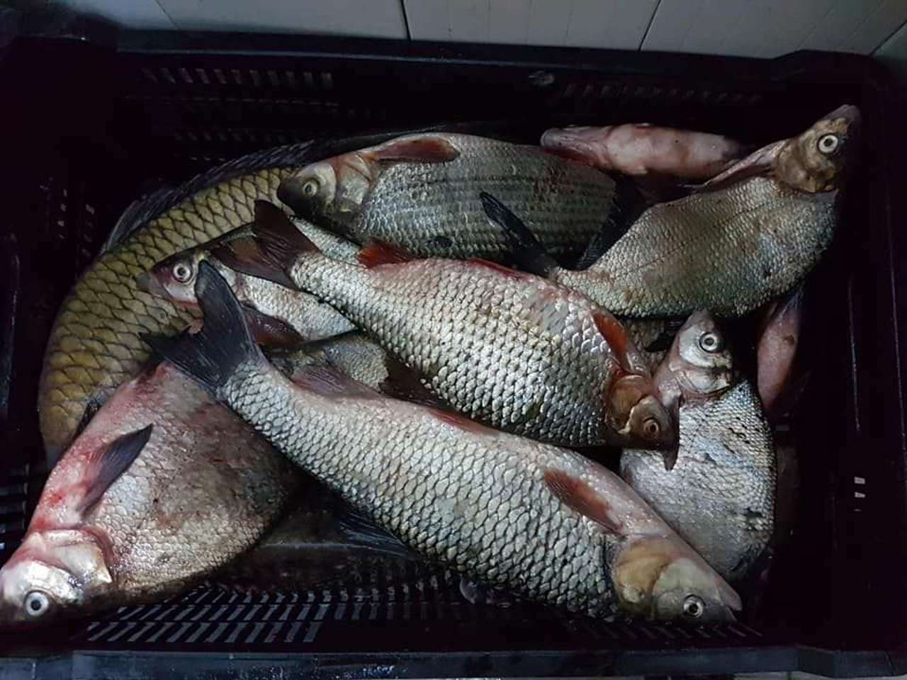 Nouă cazuri de braconaj piscicol depistate pe Nistru: Amenzi și prejudicii de peste 36.000 de lei