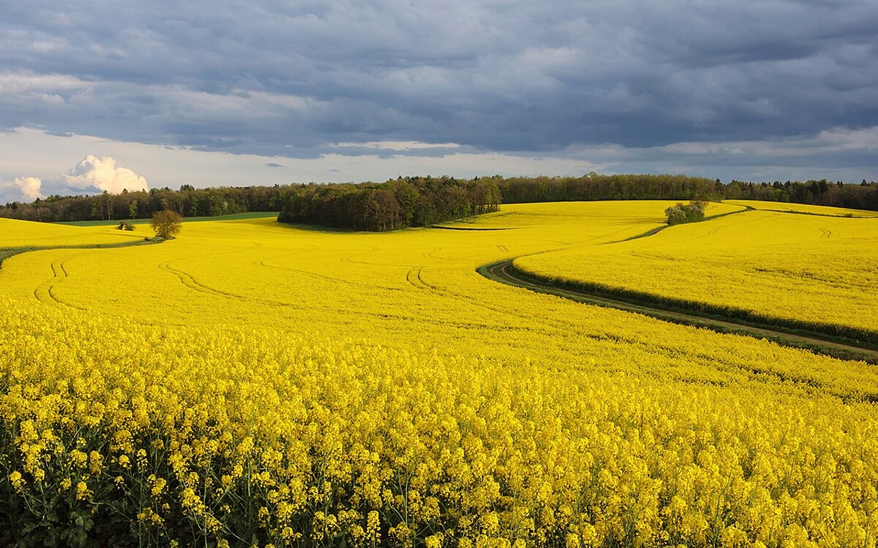 After a tough year, Moldova remains a key rapeseed exporter, experts