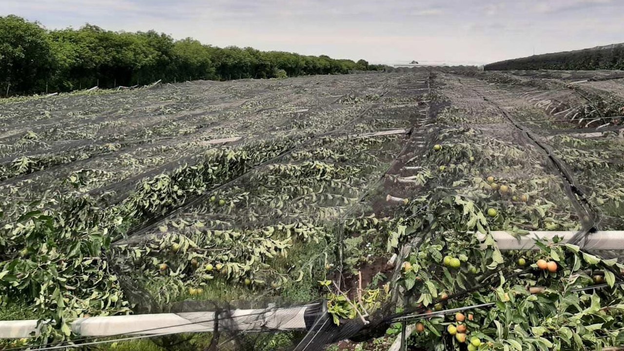 Sute de hectare de livezi și viță de vie au fost distruse în urma ploilor torențiale