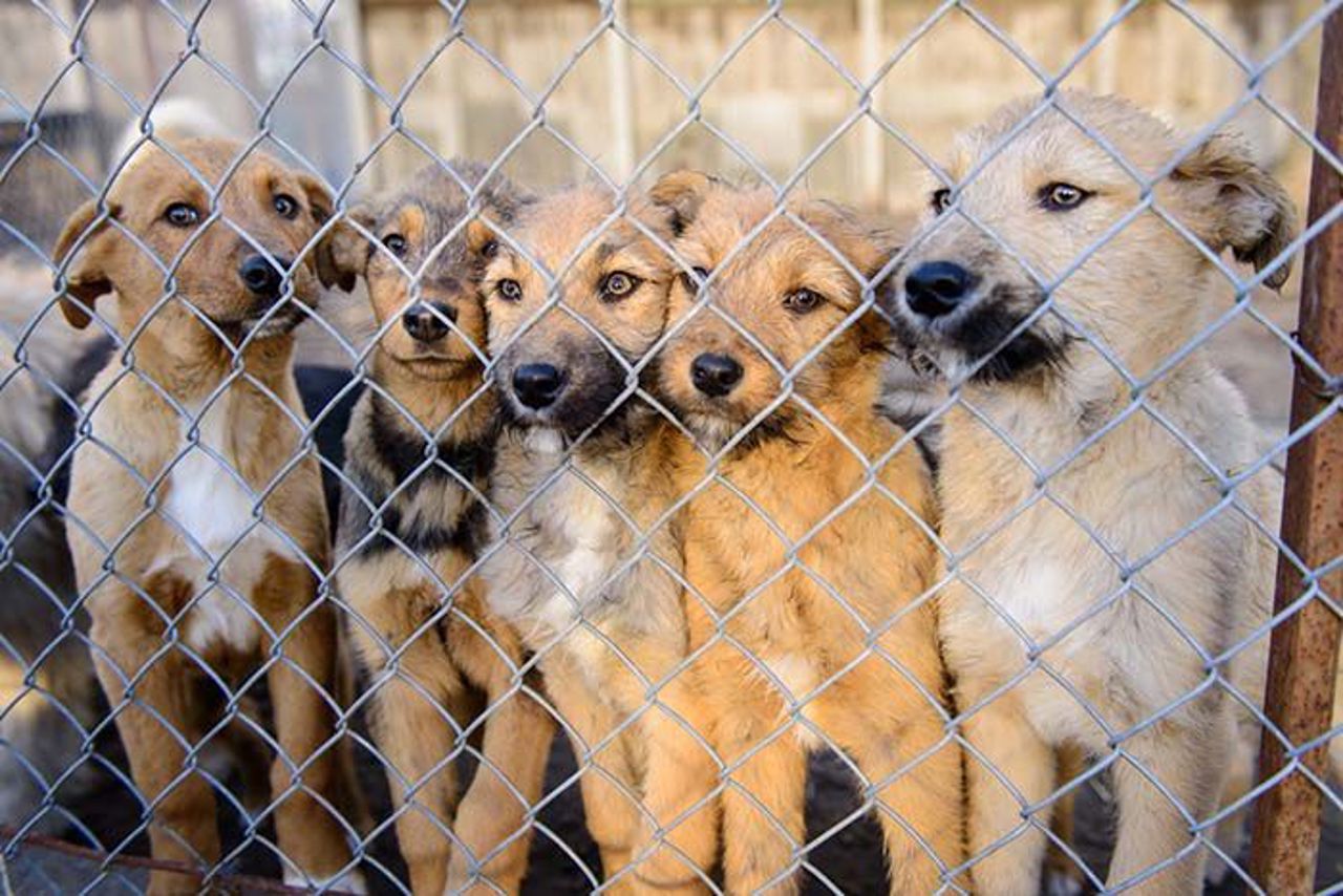 Lecții de empatie: Poveștile voluntarilor care aduc bucurie câinilor abandonați