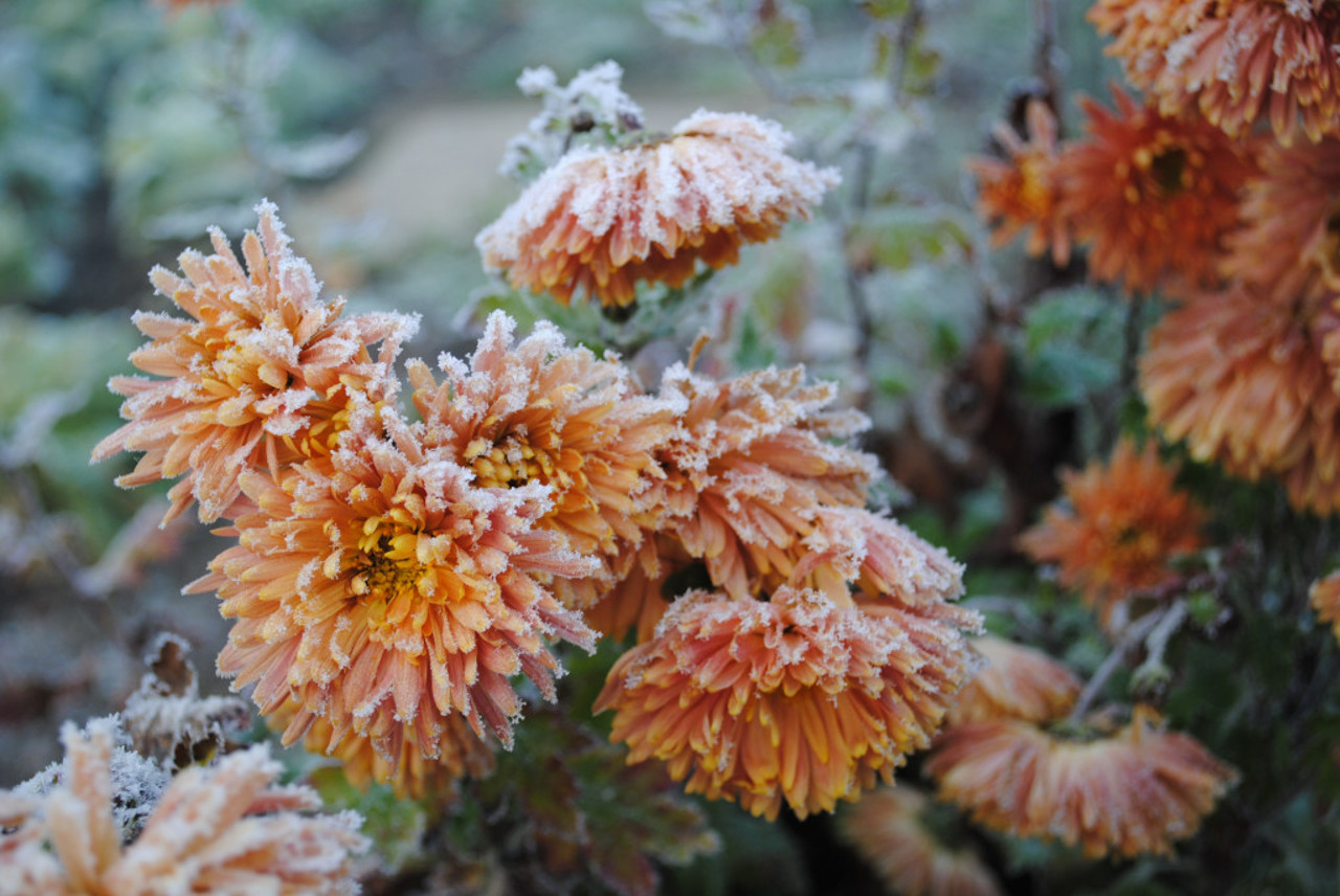 Meteorologists issue yellow frost warning