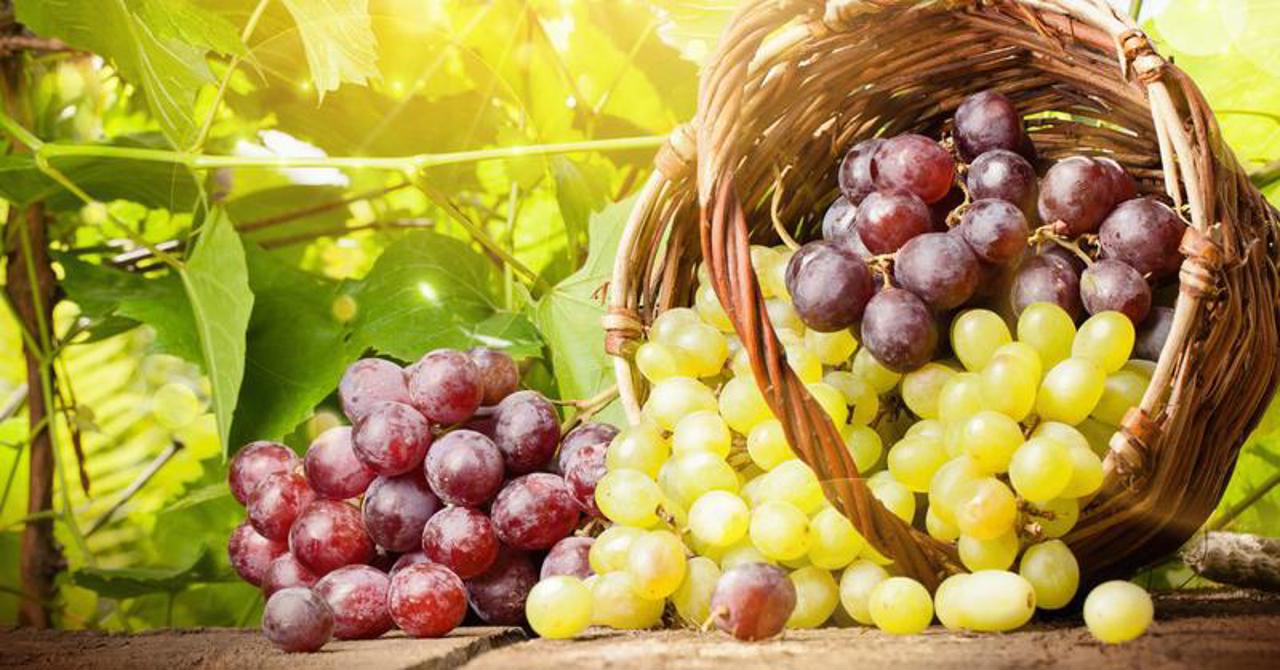 Moldovan table grape exports to the EU have doubled this year. Alaiba: "We have achieved an incredible performance"