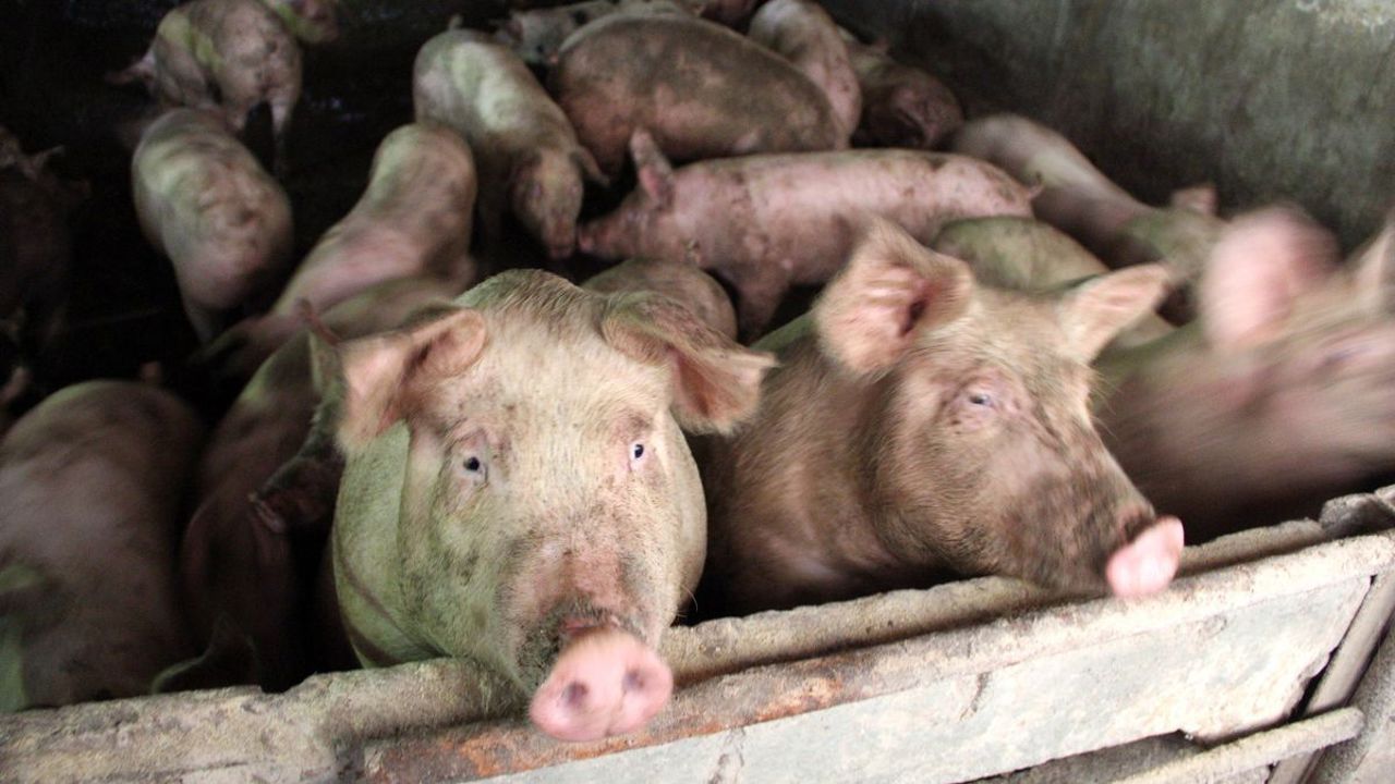 Noi focare de pestă porcină africană și un caz de rabie, confirmate în Republica Moldova