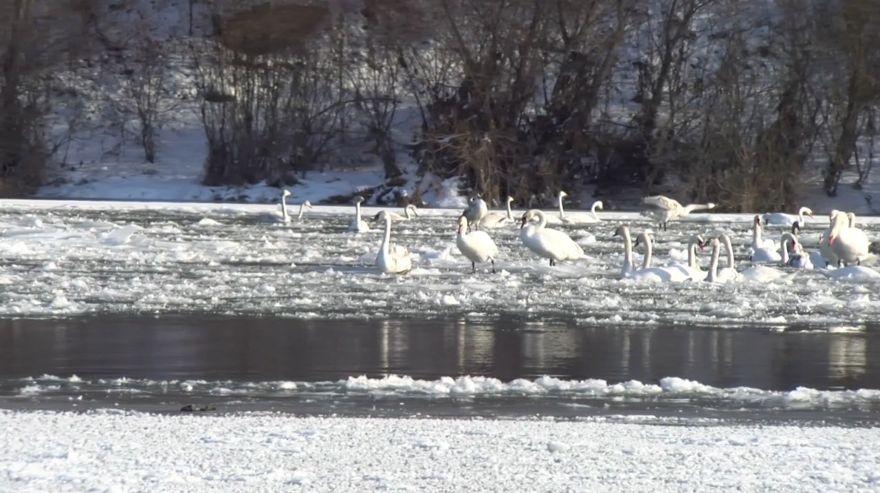 Priveliște de basm pe Nistru - sute de lebede iernează din nou în zona Sorocii. Ecologiștii avertizează: „Nu le hrăniți cu pâine!”