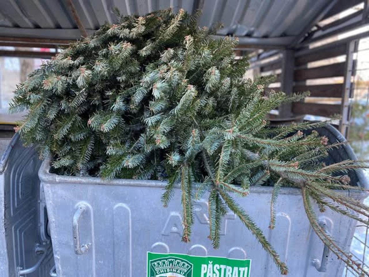 Жителей Кишинева призвали не выбрасывать елки в мусорные баки