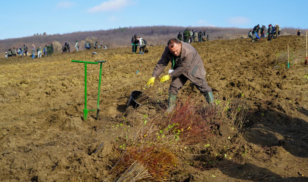 „Generația Pădurii”: peste 1.2 milioane de puieți, plantați de voluntari în weekendul trecut