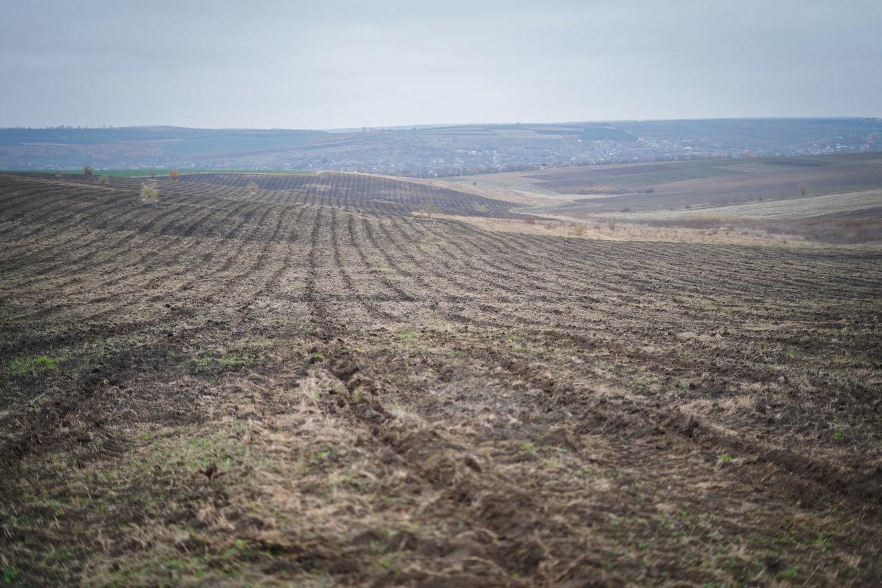 Afforestation campaign "Autumn 2025" starts planting this week