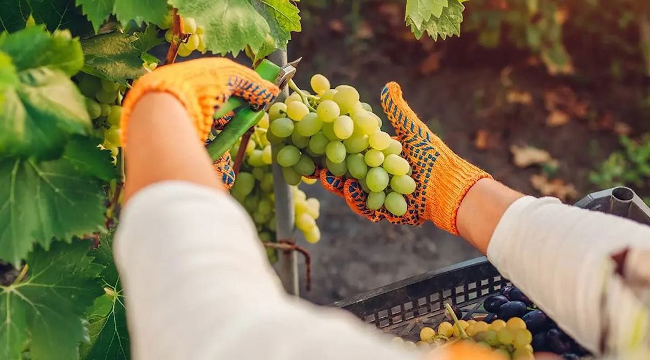 Moldova's grape harvest expected to be larger than last year, but below average