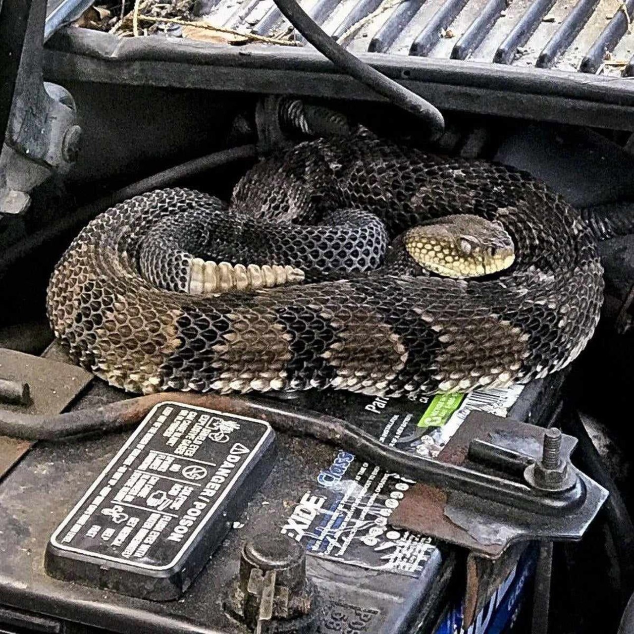 Alertă 112: un șarpe cu clopoței, descoperit într-un automobil importat din SUA