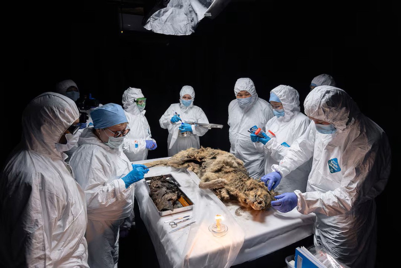 Reuters / Oamenii de știință efectuează autopsia unui lup antic, înghețat în permafrost timp de peste 44 000 de ani și găsit de localnicii din Yakutia, în laboratorul Universității Federale de Nord-Est din Yakutsk, Rusia, 18 iunie 2024