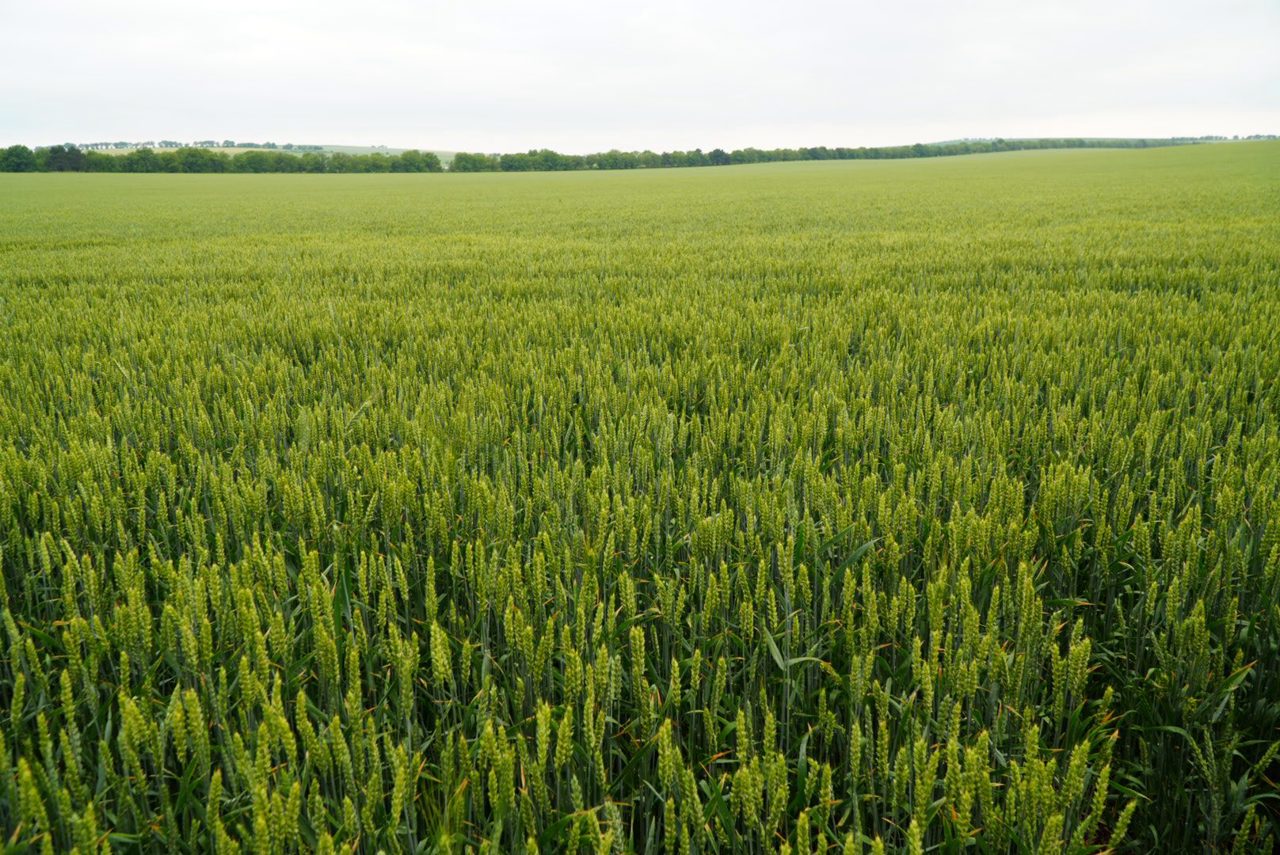 Fermierii cer Guvernului să prelungească mecanismul de licențiere a importului de cereale și includerea rapiței printre aceste produse