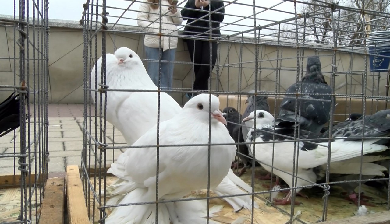 Soroca Fortress hosts large exhibition of exotic birds and pets