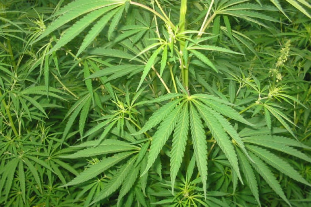 Profituri cu 40% mai mari pentru fermieri: Guvernul a simplificat regulile pentru cultivarea cânepii industriale