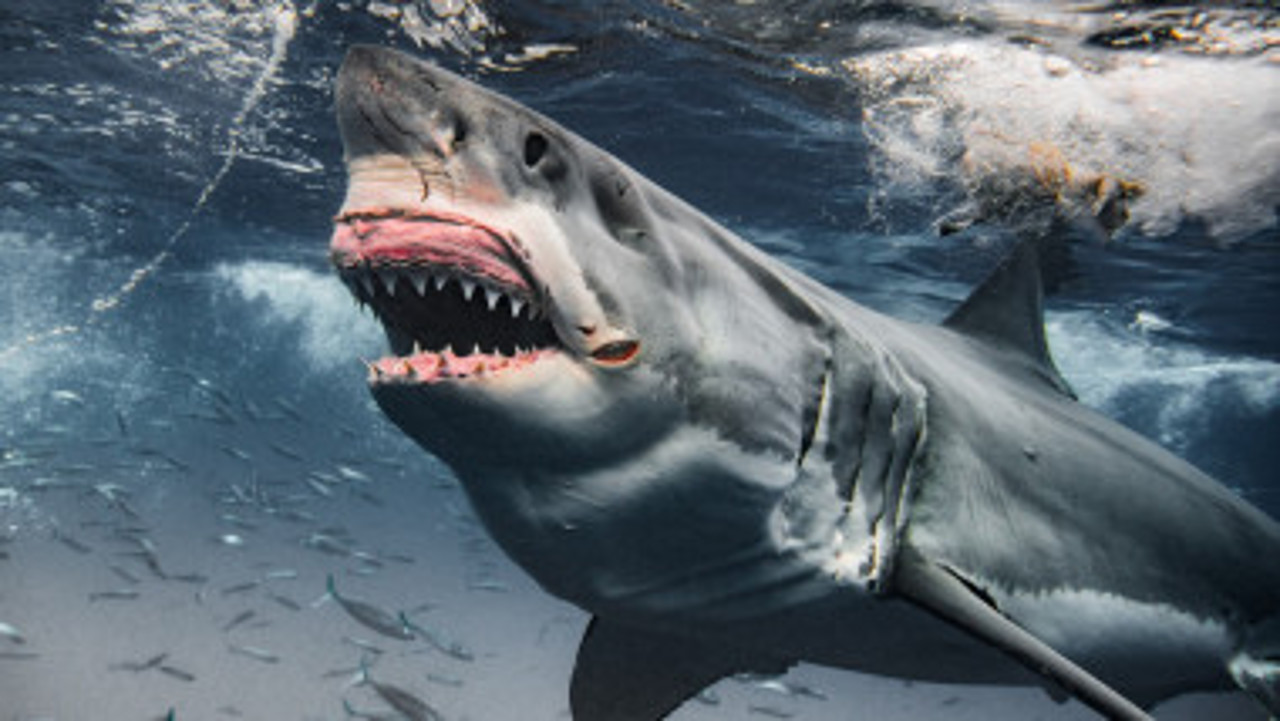 Трагедия на пляже в Египте. На туриста напала акула