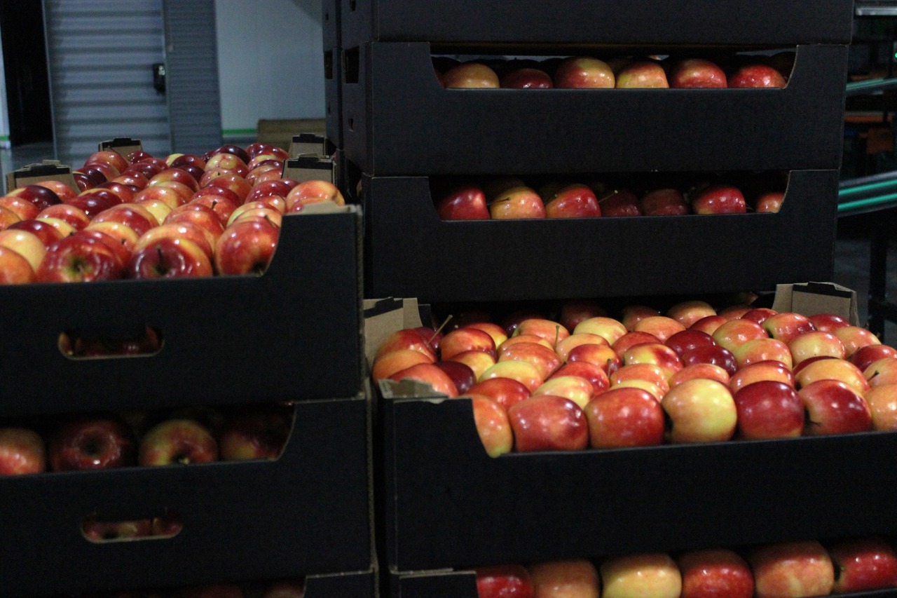 Moldova could become a reliable fruit supplier to European markets, expert