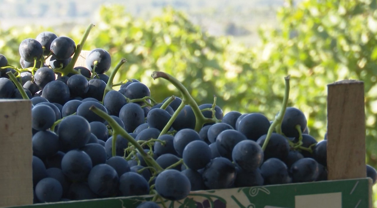 Moldovan grape growers face losses as costs outstrip prices 