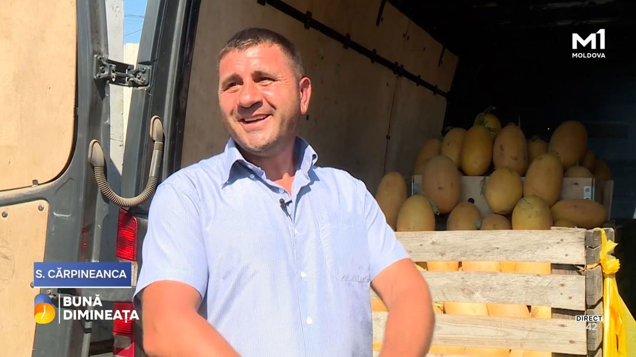  Nu a renunțat nici după trei semănături eșuate: Fermierul din Cărpineanca care luptă pentru fiecare recoltă de pepeni