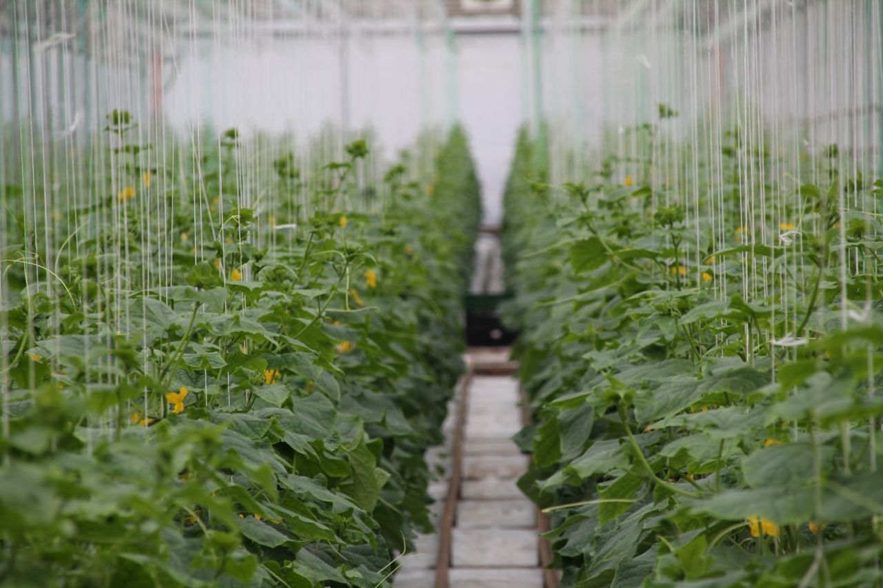 Temeri și realitate: cum a schimbat aderarea la UE viața fermierilor din Lituania