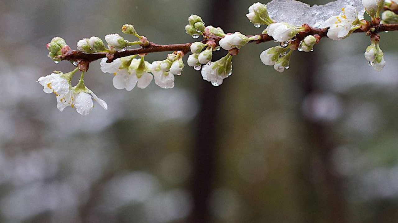 Yellow frost alert, down to −3°C on April 15 in Moldova
