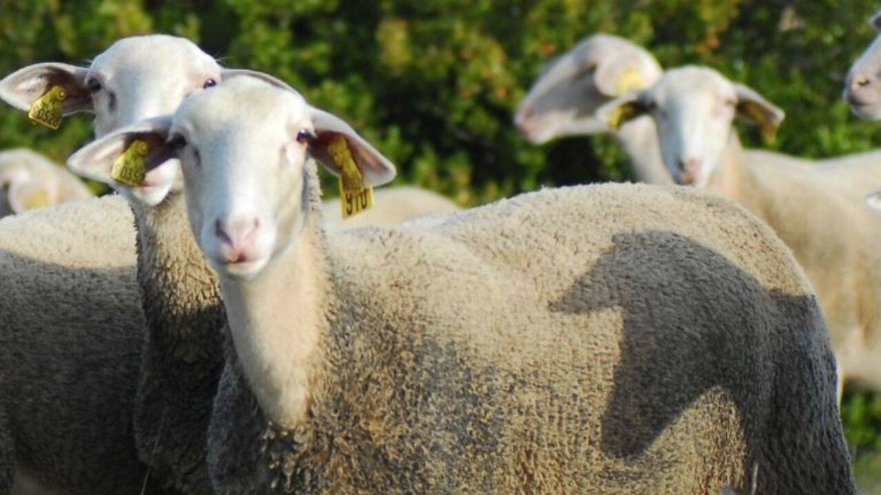 Au revenit de peste hotare pentru a investi acasă: Doi antreprenori dezvoltă o fermă de ovine la Ungheni