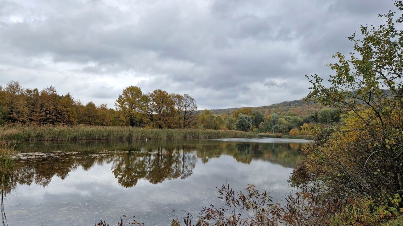 Fagi cât Președinția R. Moldova și 151 de specii incluse în Cartea Roșie: 11 tipuri de orhidee, în rezervația „Plaiul Fagului”