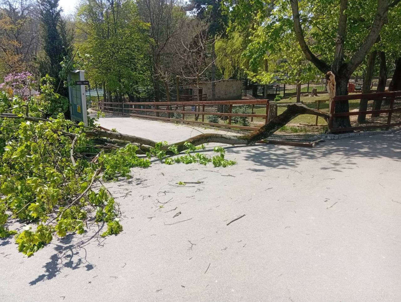 Vânt puternic în R. Moldova: Drumuri blocate, pomi căzuți peste mașini și peste 120 de localități din centrul și sudul țării fără energie electrică  