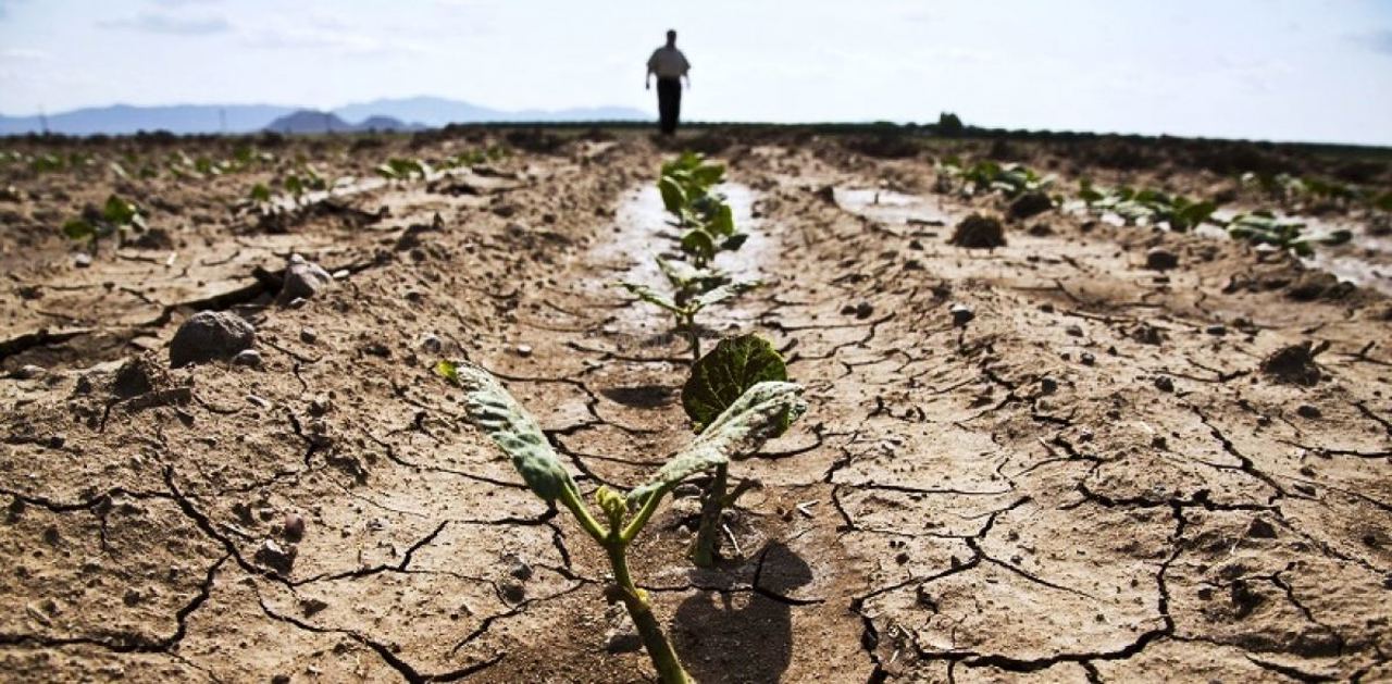 Ministerul Agriculturii a anunțat cum vor fi repartizate cele 100 de milioane de lei pentru fermierii afectați de secetă