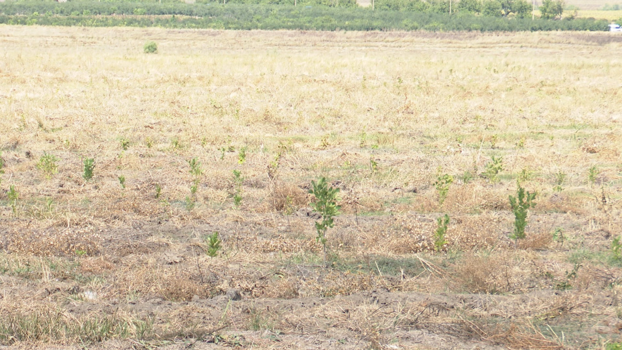 Засуха угрожает лесам: в селе Мэлэешты Оргеевского района погибли почти все высаженные в прошлом году деревья