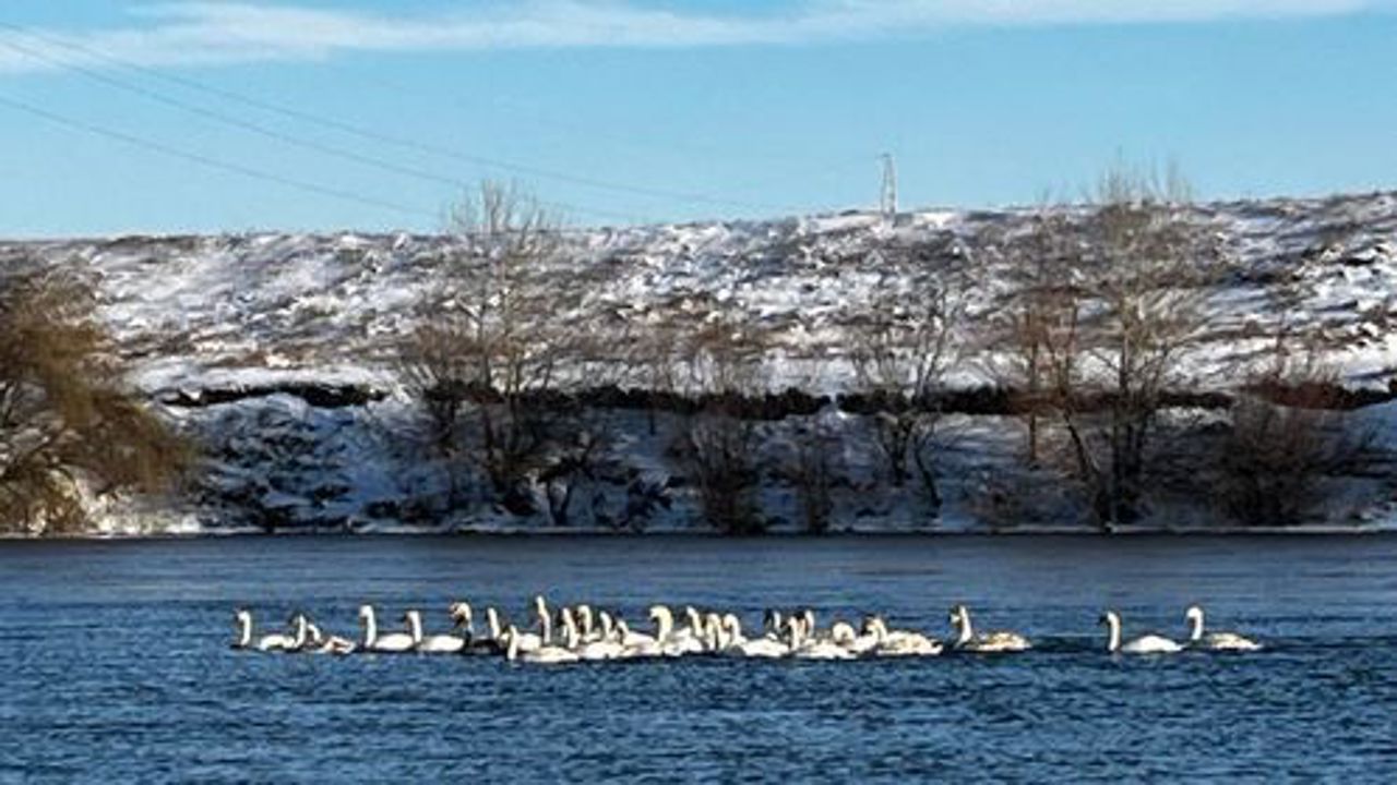 About a hundred swans were saved from freezing by environmental inspectors from Criuleni