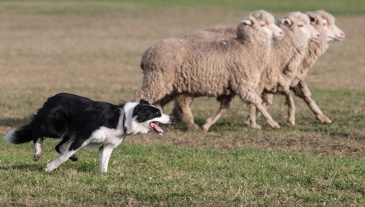 Două condamnări pentru cruzime față de animale. Un câine ucis, peste 60 de ovine și caprine lăsate să moară de foame