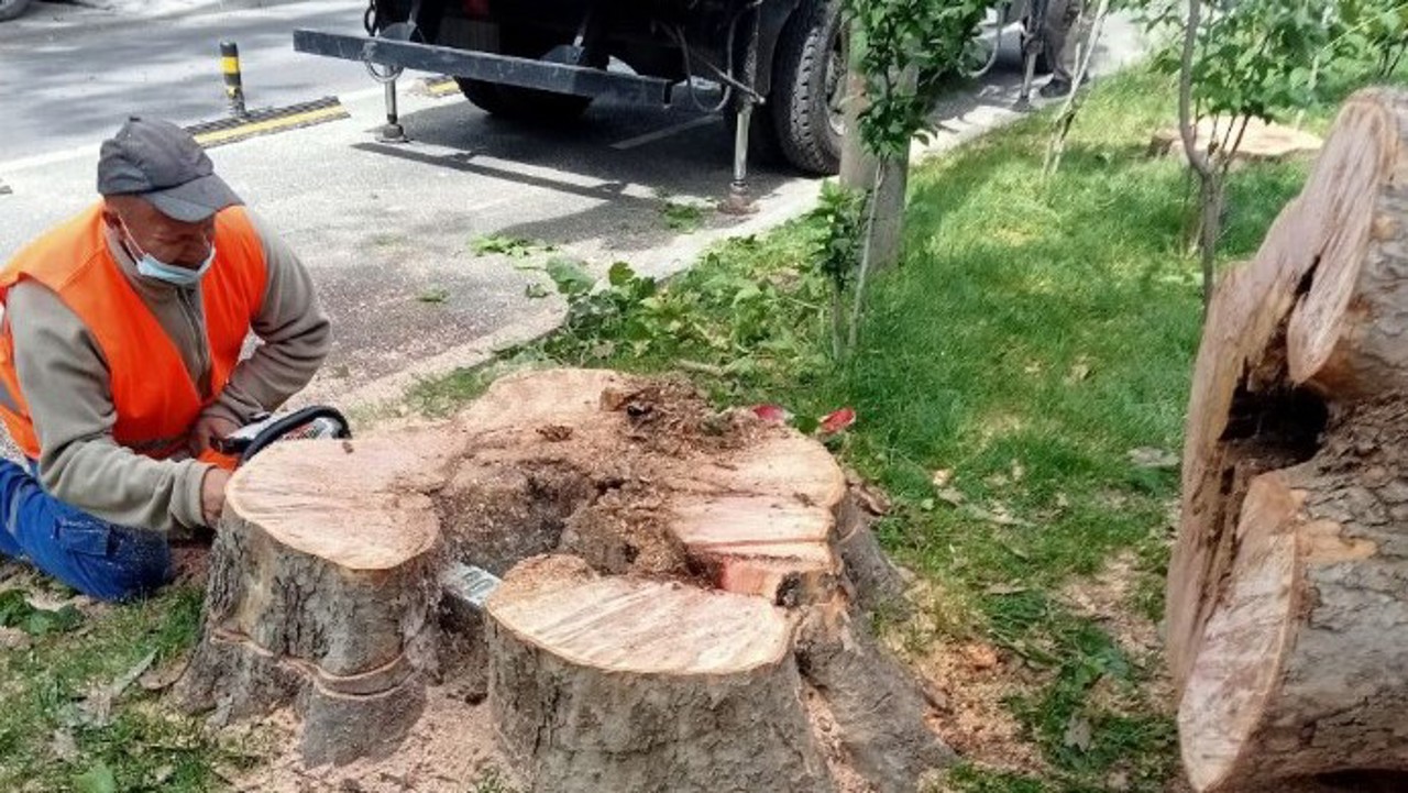 Dispute în jurul defrișării arborilor în Chișinău: ce spune primăria