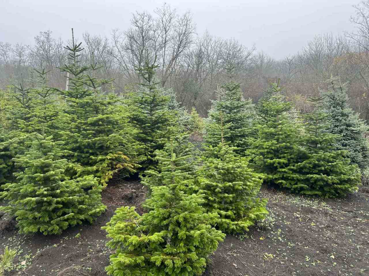 Moldsilva scoate la vânzare mai puțini pomi de Crăciun: cât vor costa în acest an molizii, pinii sau brazii